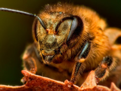 у пчелы большие глаза
