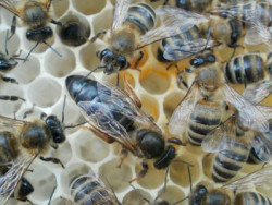 13 характеристик пчел Карники