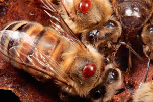 пчелы пораженные клещом варроатоза 