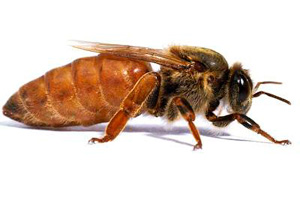 фото матки пчел