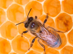 пчела сидит на сотах