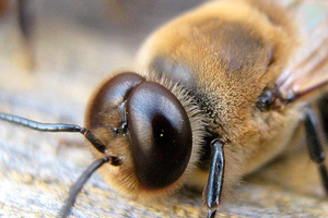 фото пчелы трутня