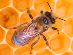 пчела с варроатозом