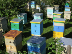 Пчелиный дом со всеми удобствами