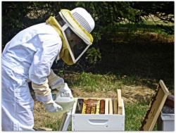 Основные правила подкормки пчел осенью