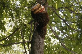 Как поймать пчел в ловушку