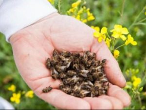 Как приготовить лекарство из пчелиного подмора