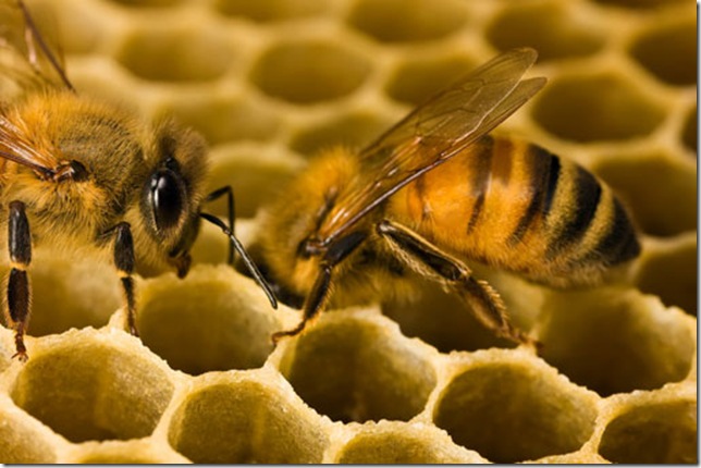 как пчелы собирают пыльцу